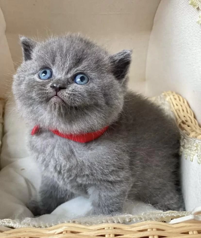 Ayi Surat British Shorthair Yavrularim