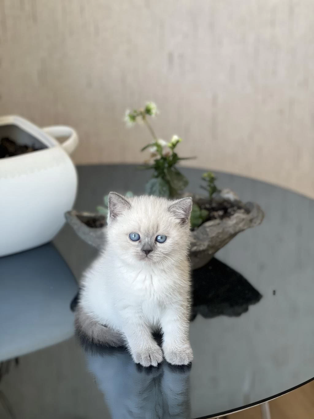 Safkan Blue Point Oyuncu British Shorthair Bebeğim