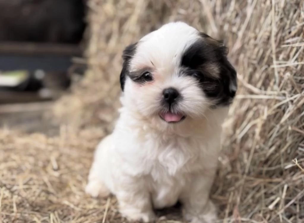 Sağlıklı Shih Tzu Köpeği