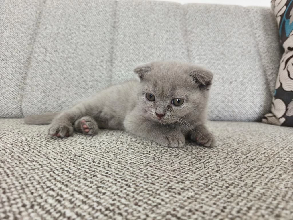 Erkek 50 Günlük Yavru Scottish Fold