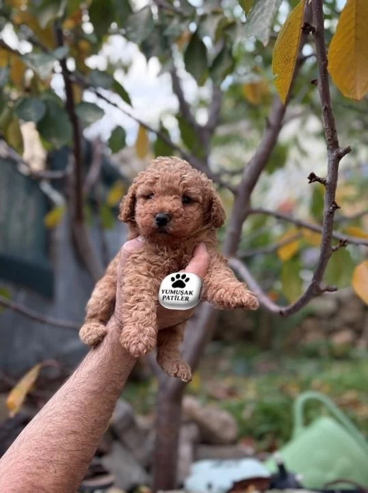 Sağlıklı Toy Poodle Yavrumuz