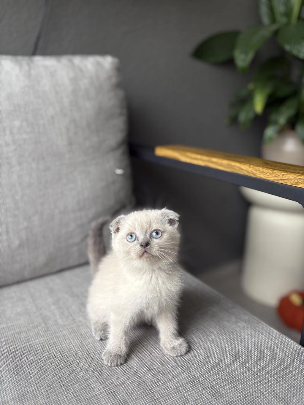 Scottish Fold Blue Point Yavrularim