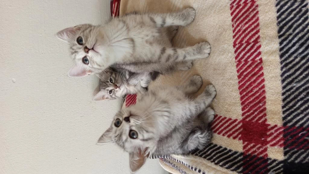 British Shorthair Yavrularımız Yeni Ailelerini Bekliyor