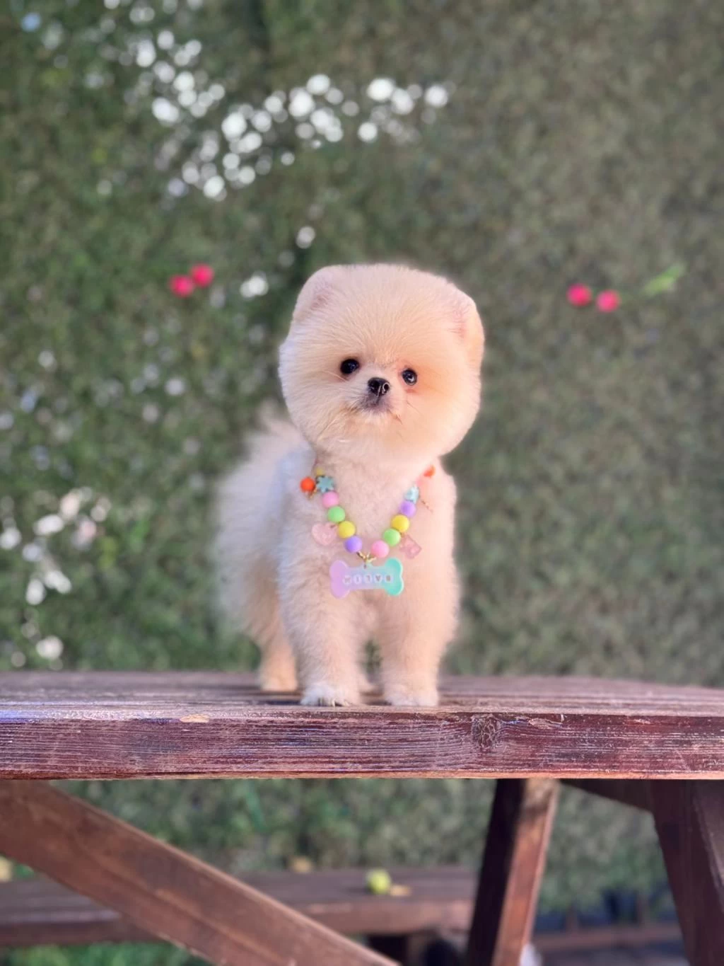 Sağlik Ve İrk Garantili Pomeranian Köpeği