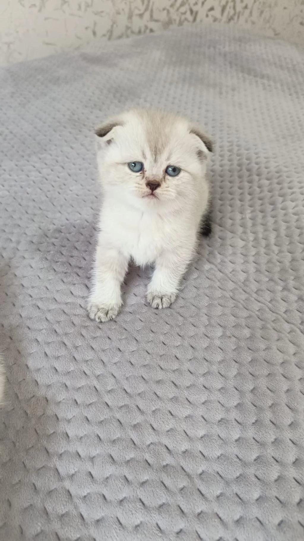 British Shorthair Yavrular Sahiplendirilecektir