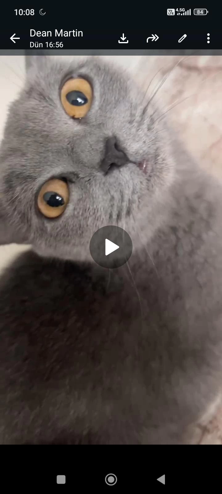 Sağlıklı Çift Kedimiz