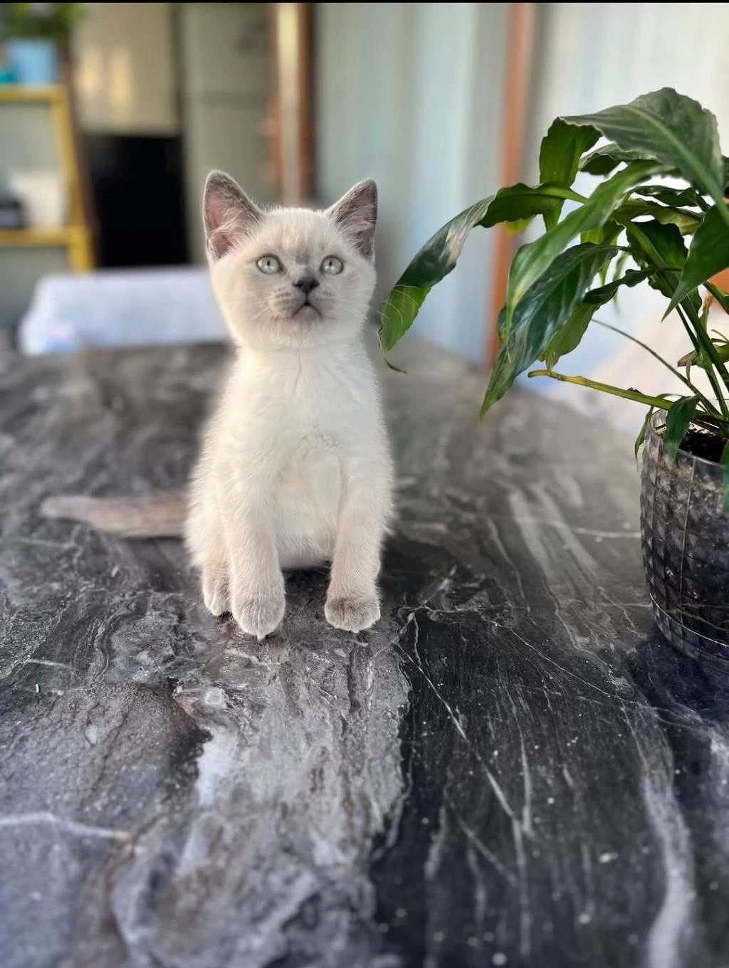 British Shorthair Oğluma Yuva Arıyorum