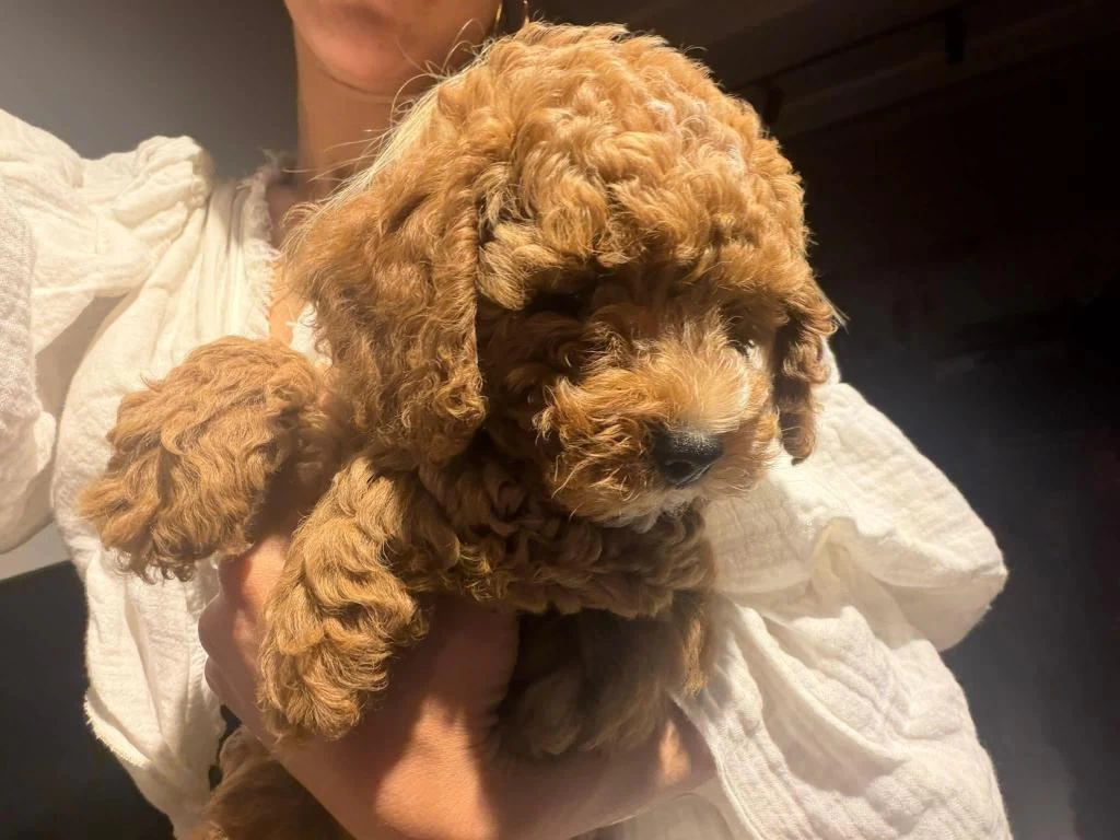 Toy Poodle Yavrular İrk Sağlık Garantili
