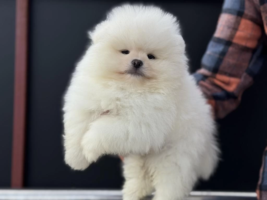 Yarışma Düzeyinde Teddy Face Pomeranian Yavrularımız