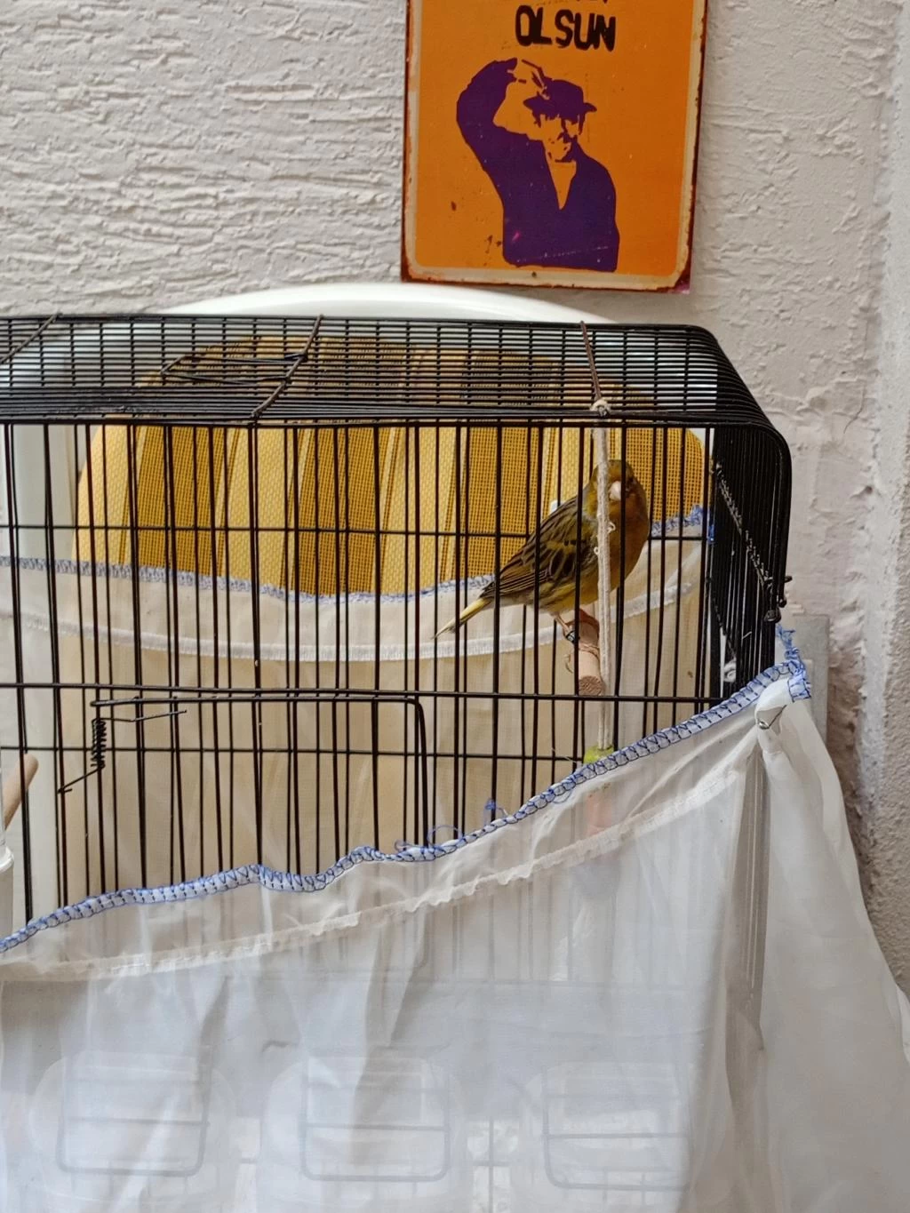 Orjinal Bilezikli Timbrado Kanarya
