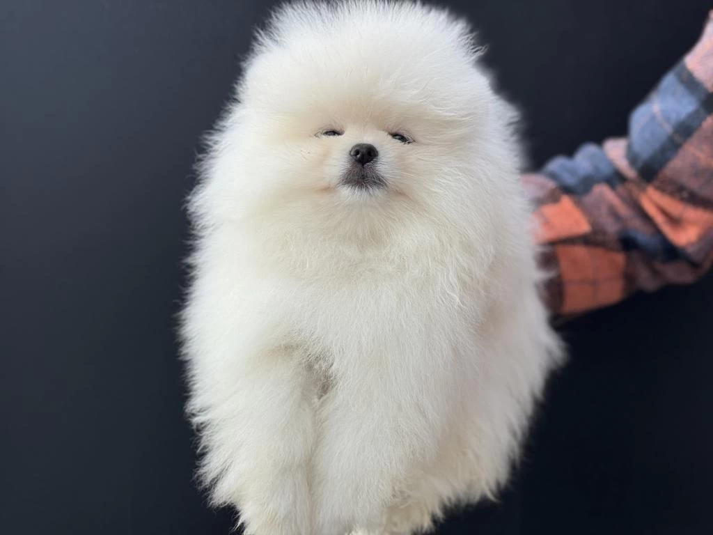 Petmode Köpek Çiftliğinden Tea Cup Pomeranian Boo