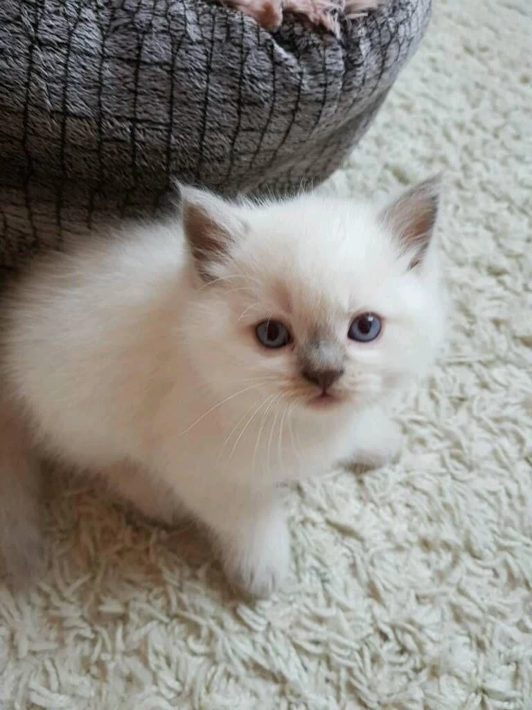 Blue Point British Shorthair Yavrular
