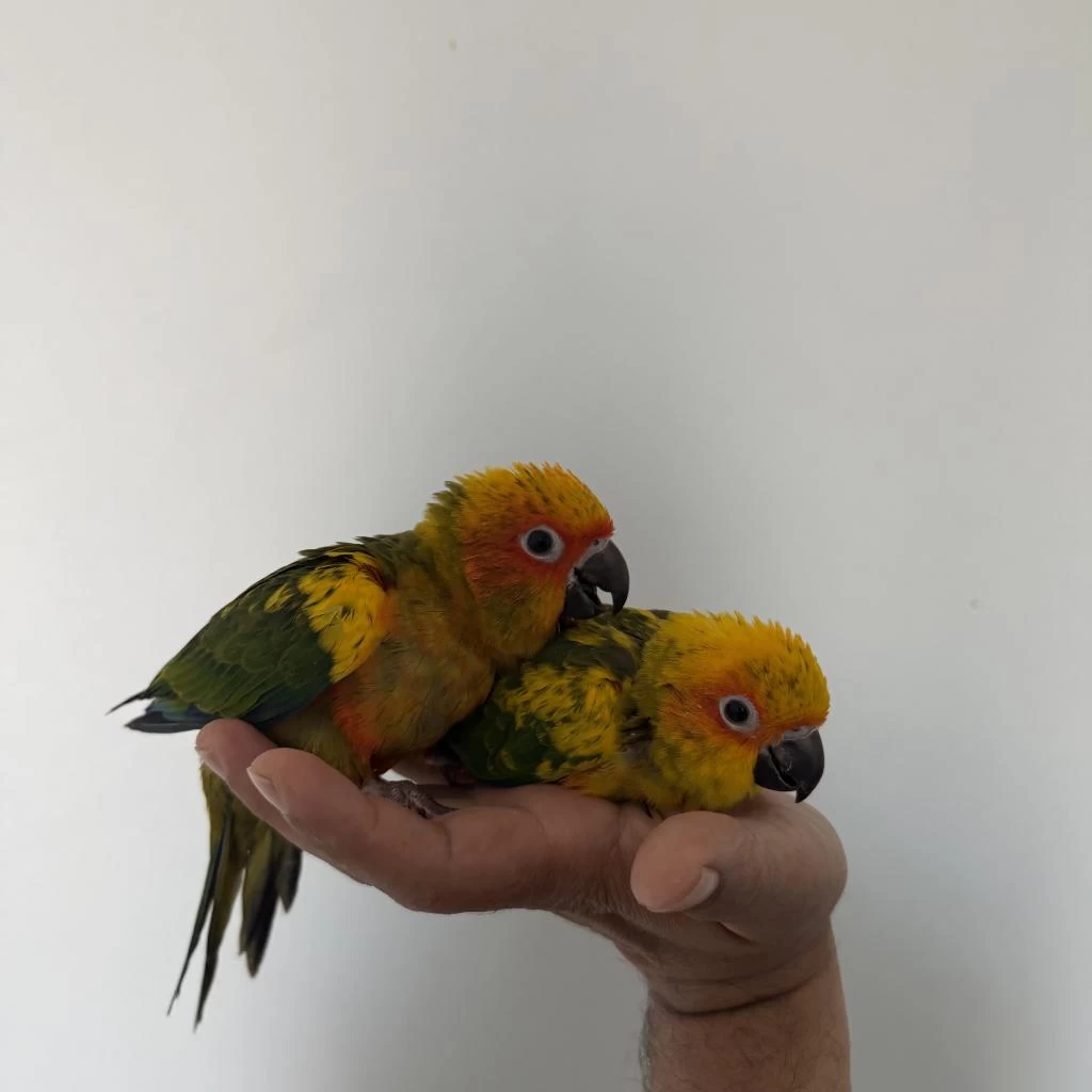 Bebek Güneş Konur Papağanlari