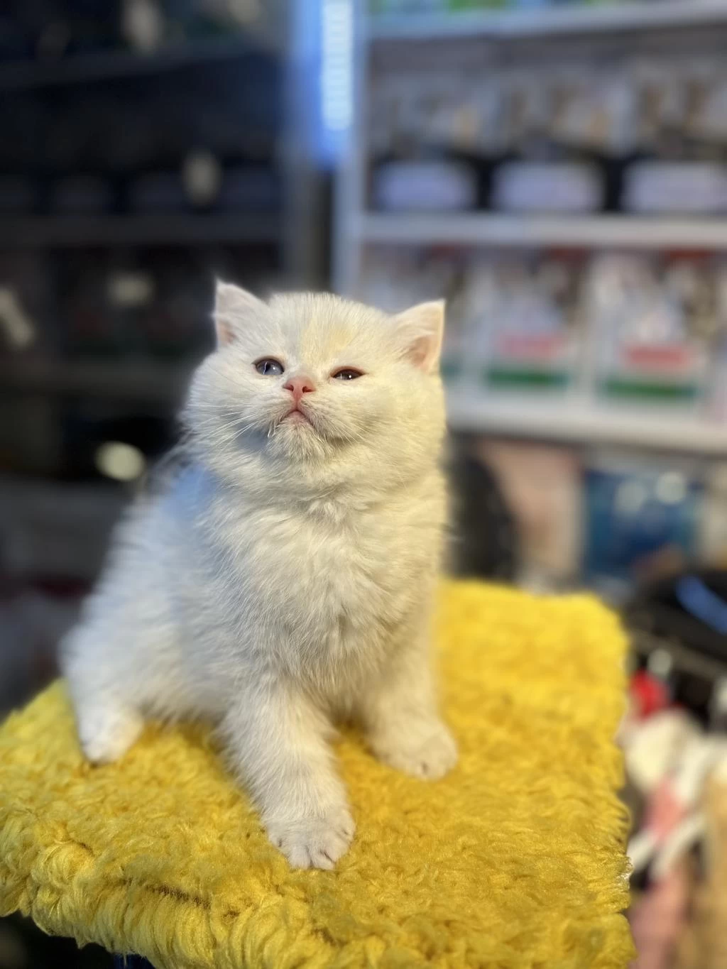 Safkan British Shorthair 2 Aylık