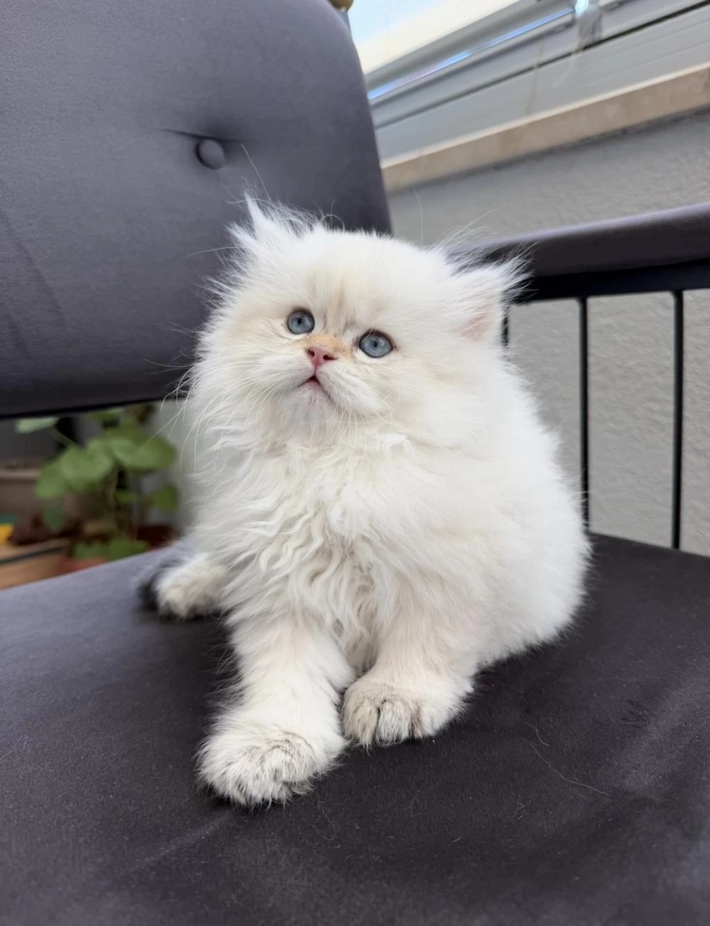 British Longhair By1133 Anne Baba Şecereli Yavru
