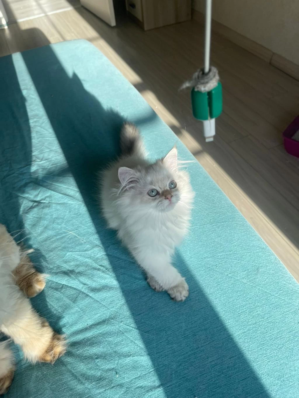 Ev Ortaminda Büyümüş Premium British Longhair