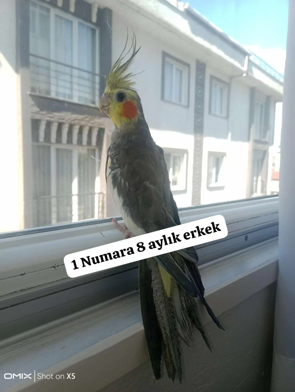 Sultan Papağanı Ev Üretimi Kuşlar