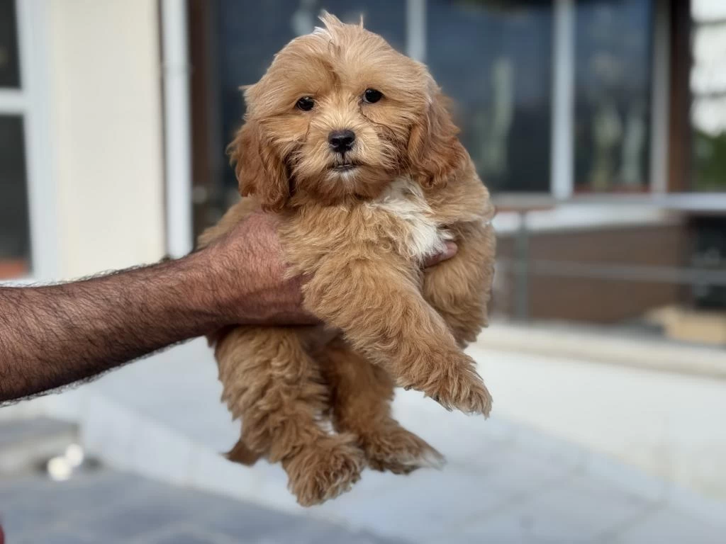 Show Kalite Wc Eğiirmli Maltipoo Yavrularımız