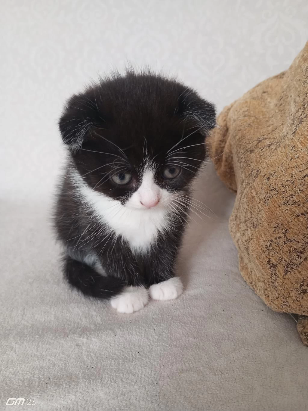 Scottish Fold Smoking