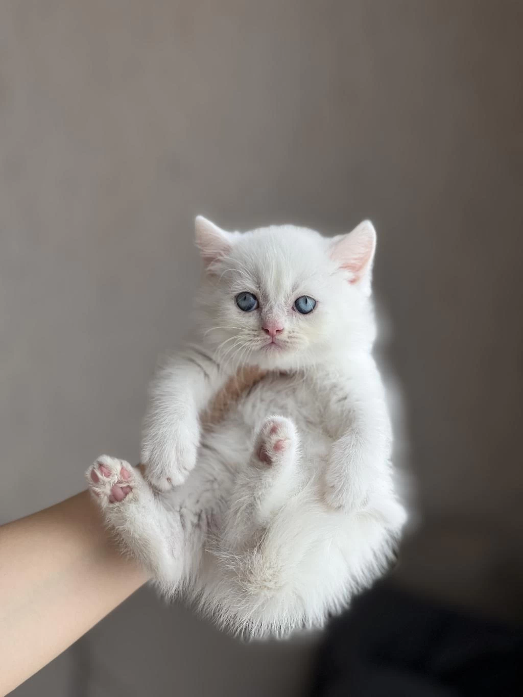 Boncuk Gözlü Ayi Surat British Shorthair Yavrum