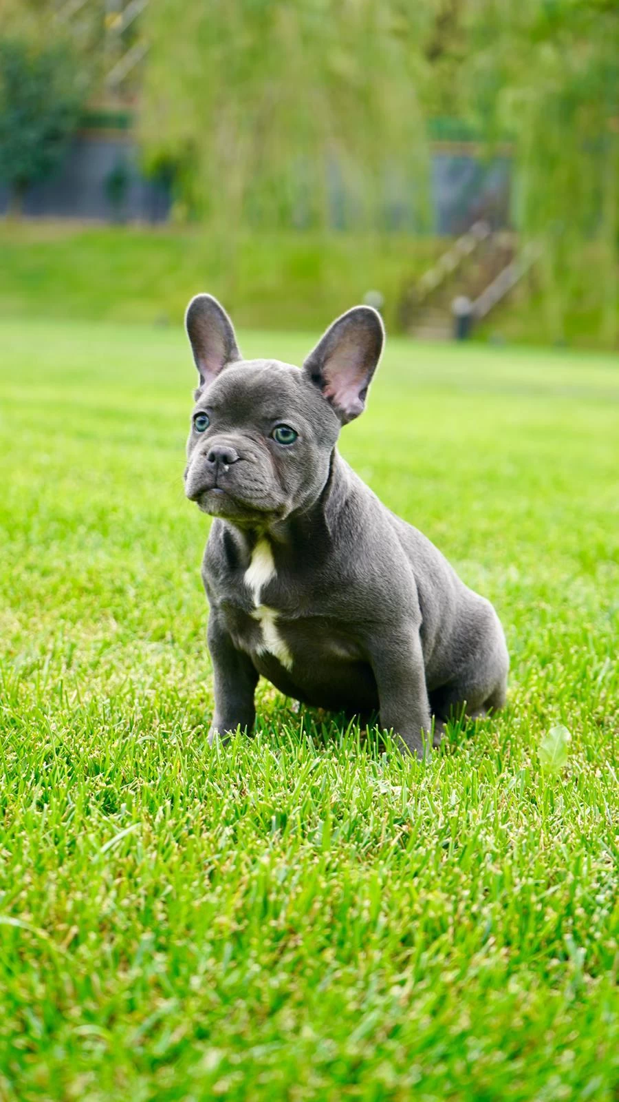 French Bulldog Yavruları Çiftlikten