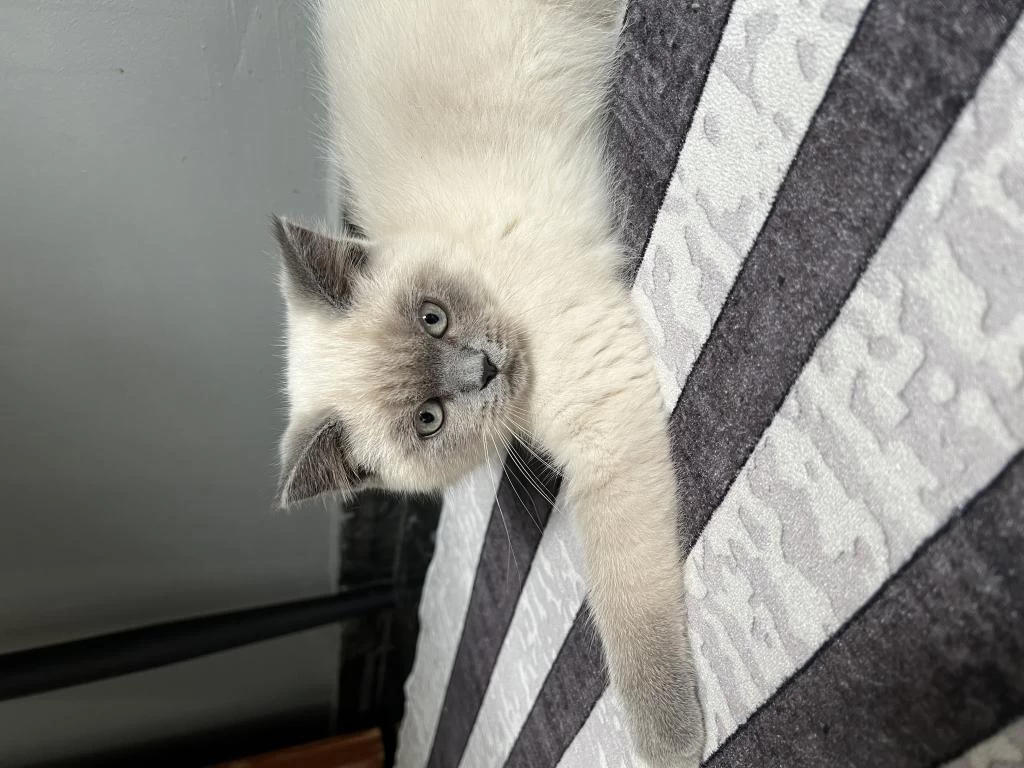 2 Aylık Blue Point Erkek British Shorthair