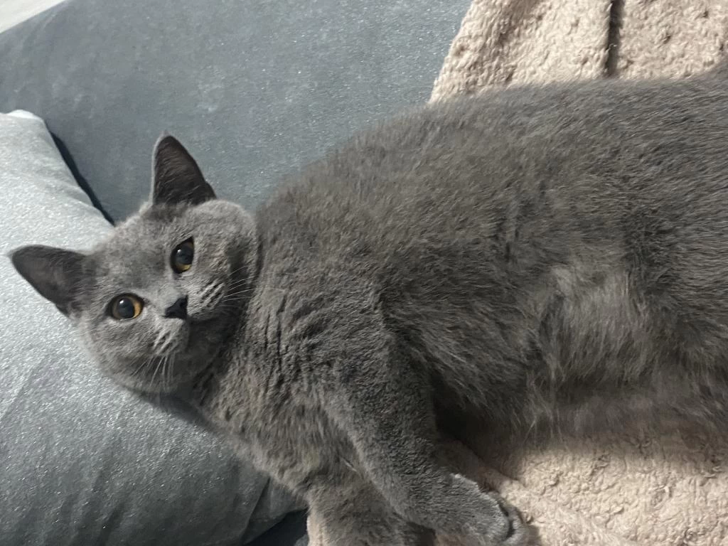 Sosyal British Shorthair