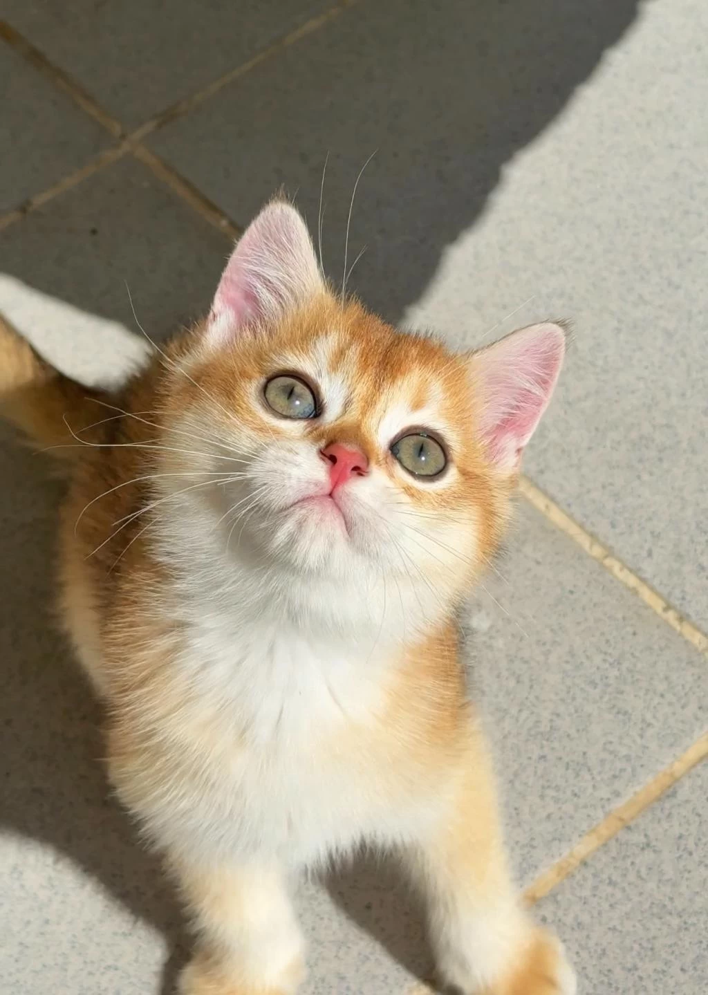 Uyguna Golden British Shorthair Yavrular