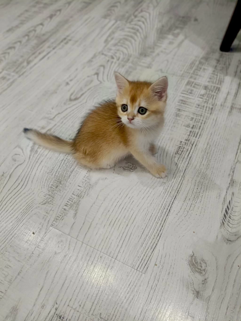 Minicik British Shorthair Bebişlerim