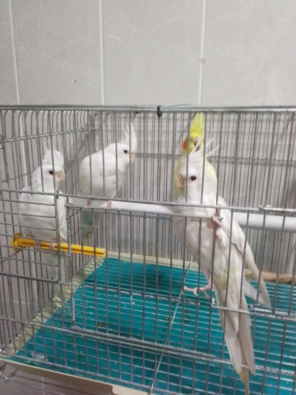 Damızlık Sultan Papağanlar