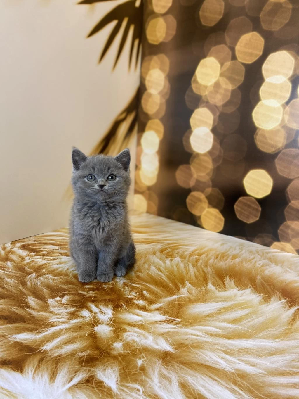 Gri British Shorthair Yavrular