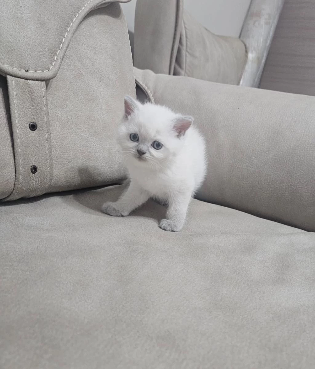 Beyaz Scottish Fold Prens
