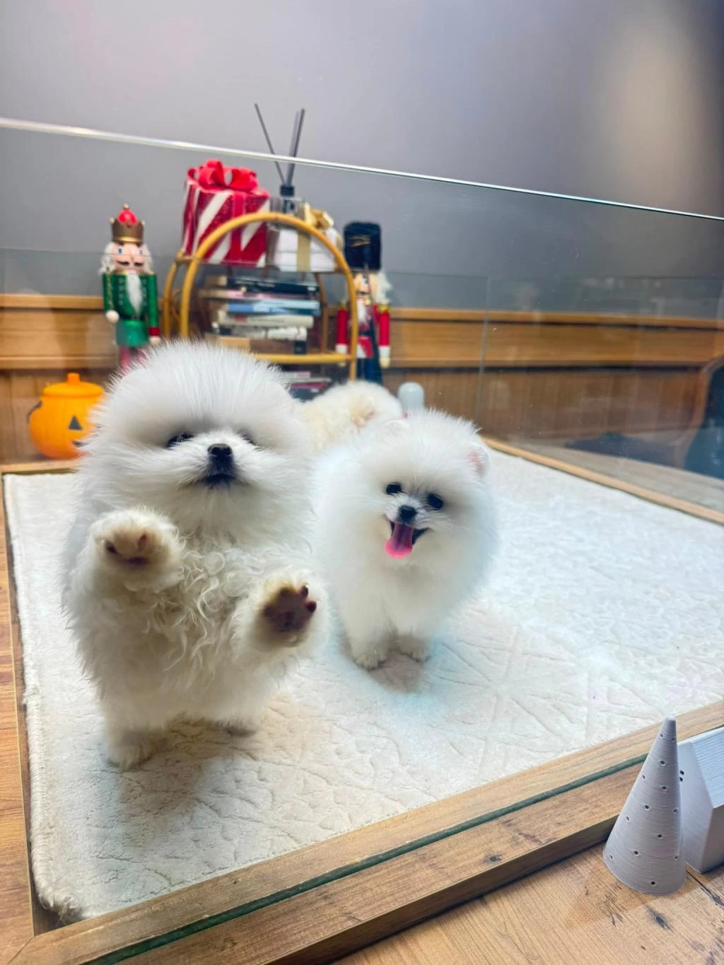 Yavru Pomeranian Boolarımız