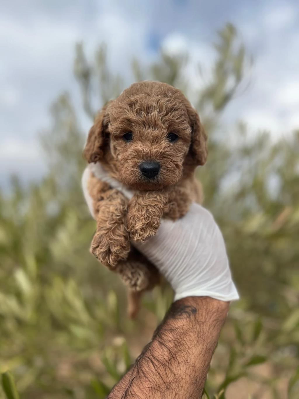 Sağlıklı Poodle Yavrular