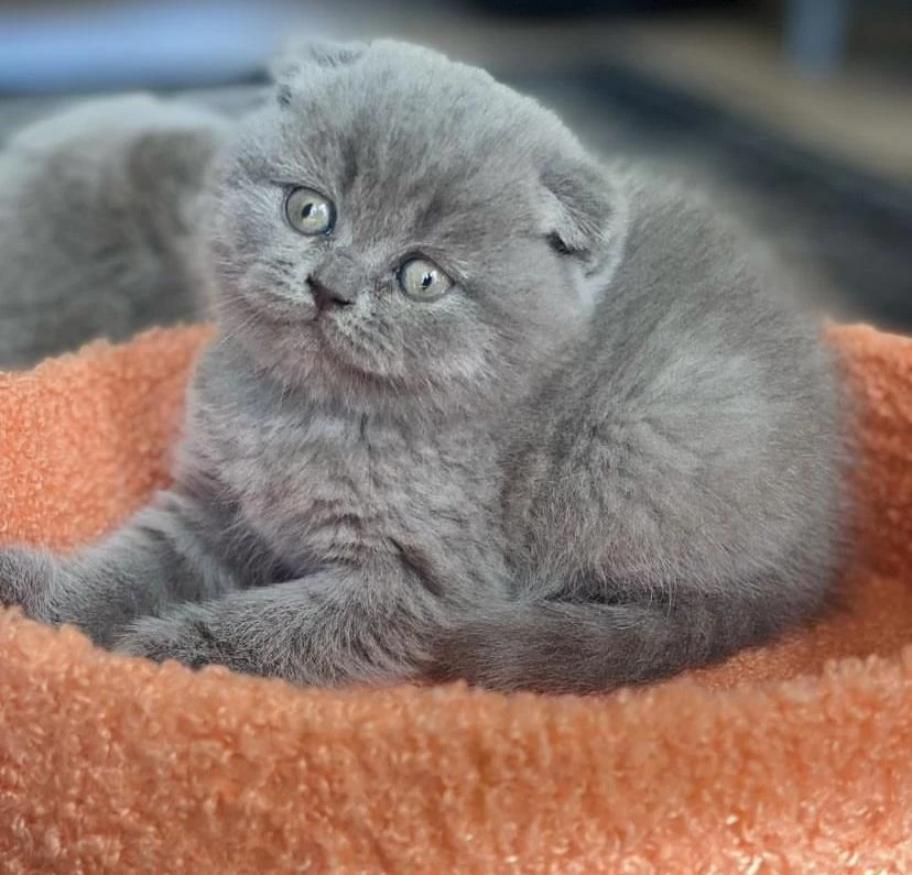 Scottish Fold Gri Yavrularim