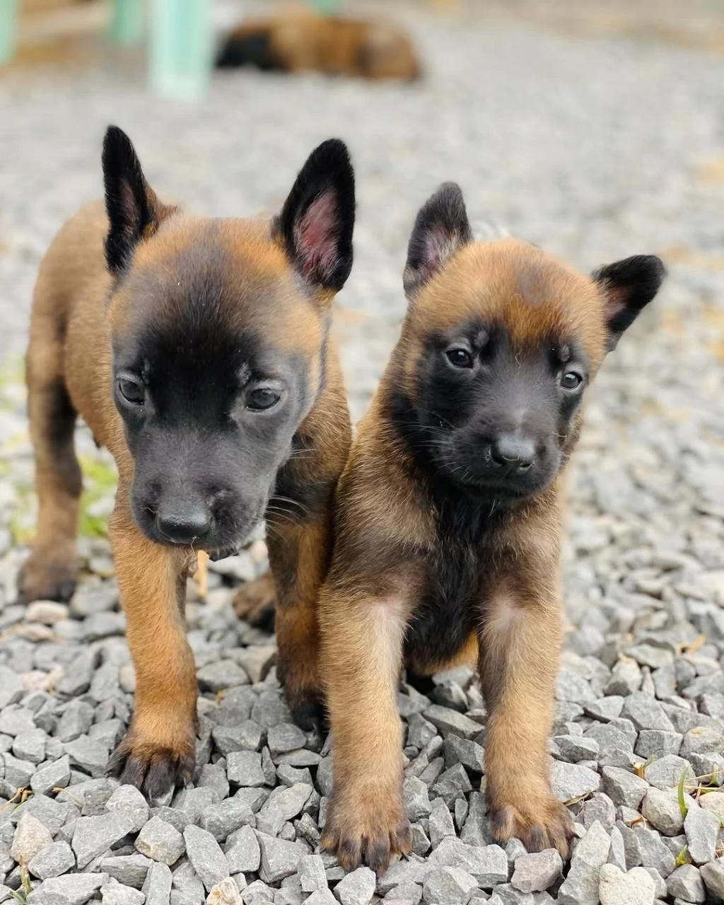 Belçika Malinois Yavrulari