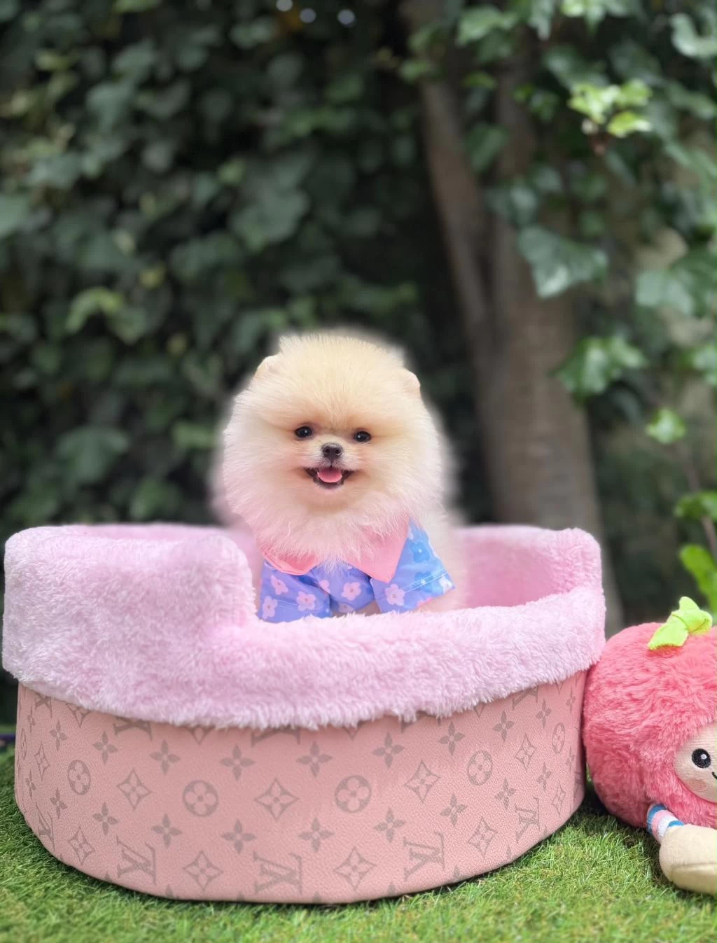 Orjinal Ayı Surat Pomeranian