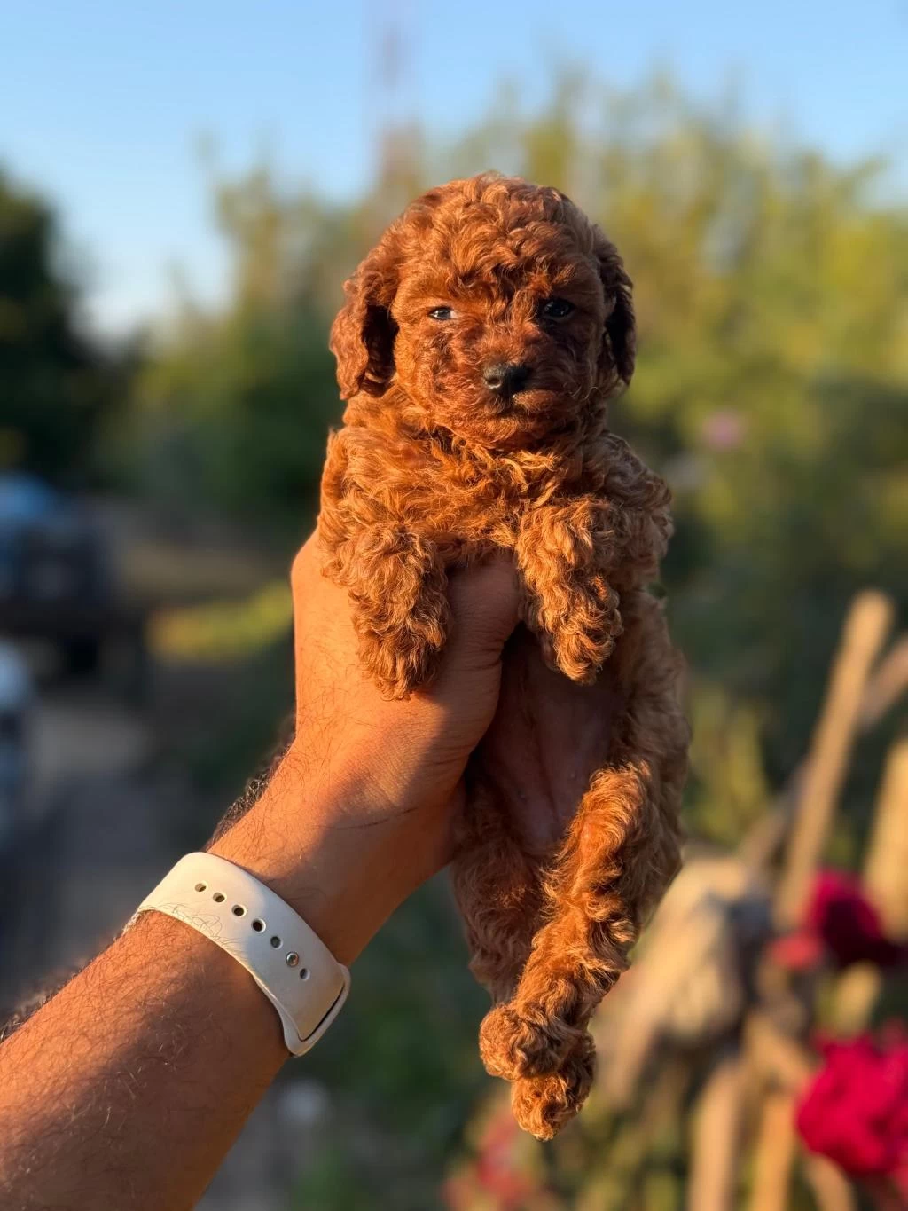 Show Kalite Miniboy Teacup Poodle