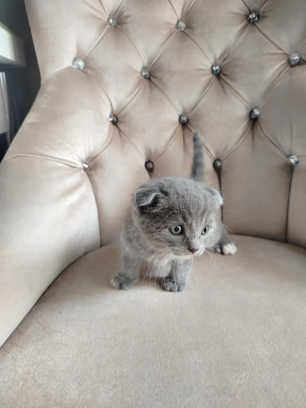 Mama Karşılığında Sahiplendirilecek Scottish Fold