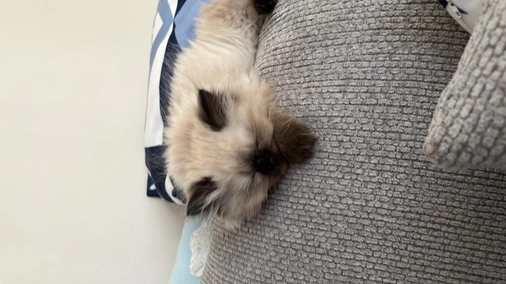 British Longhair Prensesim