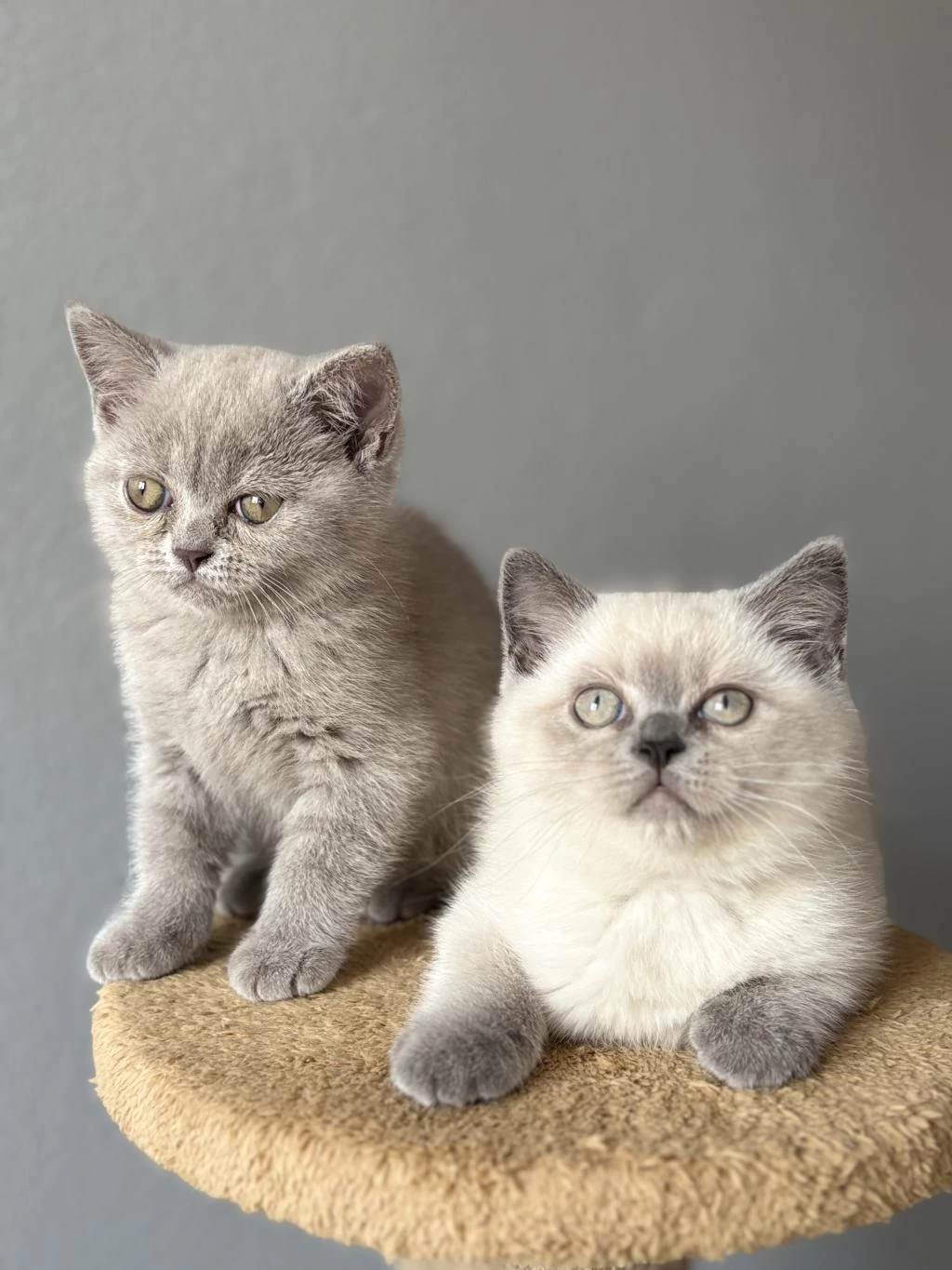 British Lilac Blue Point