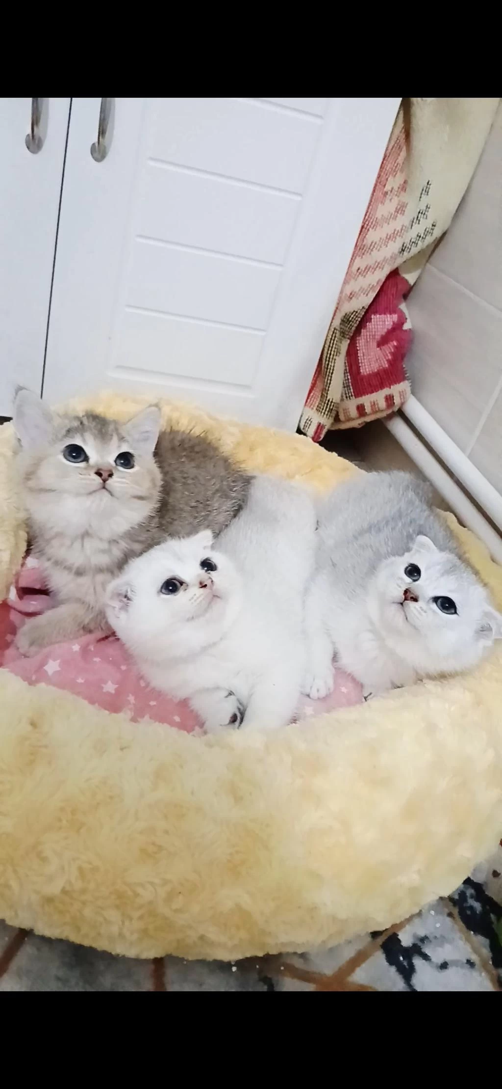 Safkan A Kalite Scottish Fold Bebeklerim