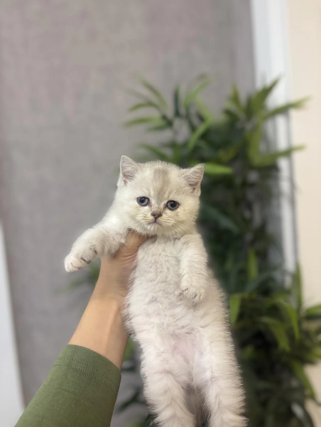 British Shorthair Sişver Yavrularim
