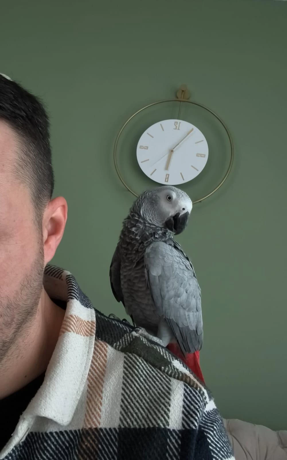 Sağlıklı Erkek Jako Papağanı