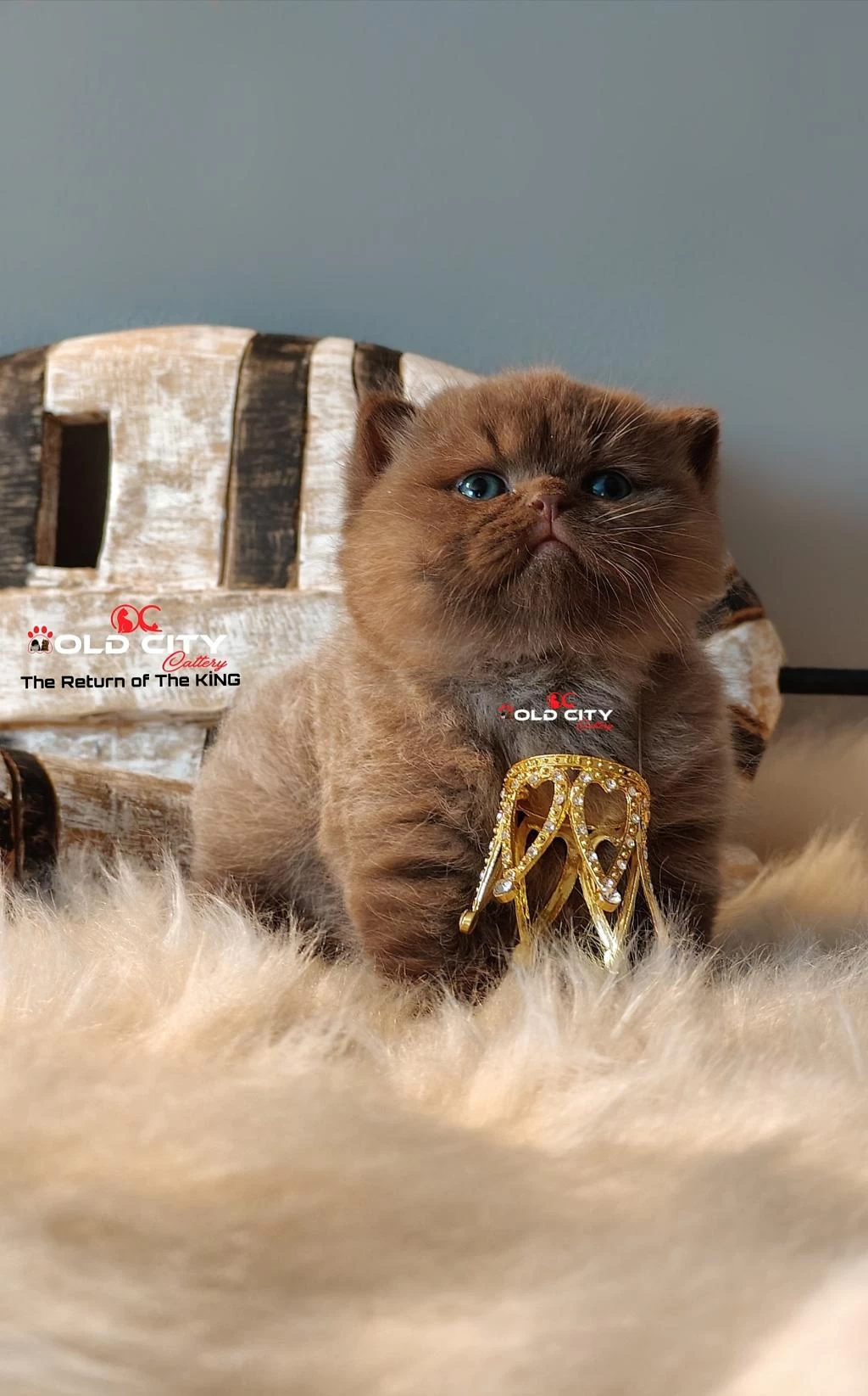 Kralın Dönüşü Safkan British Teddy