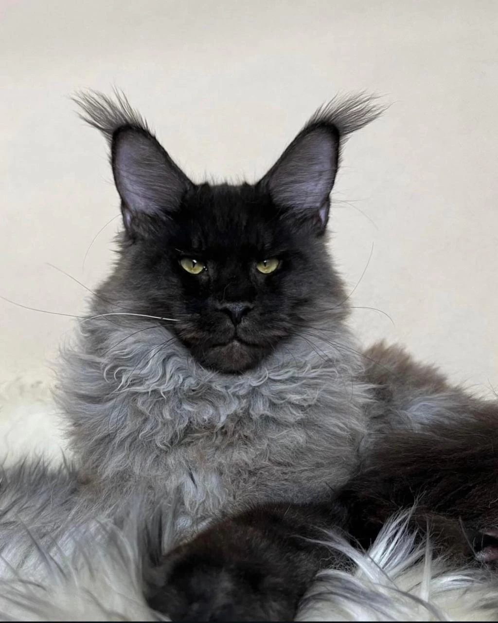 Sçr Li Aşılı Pasaportlu Maine Coon Yavrularımız