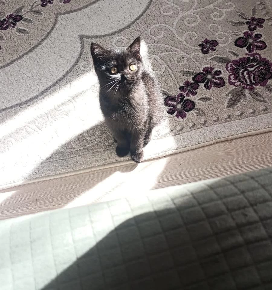 Mama Karşılığı Verilecek Kedimiz