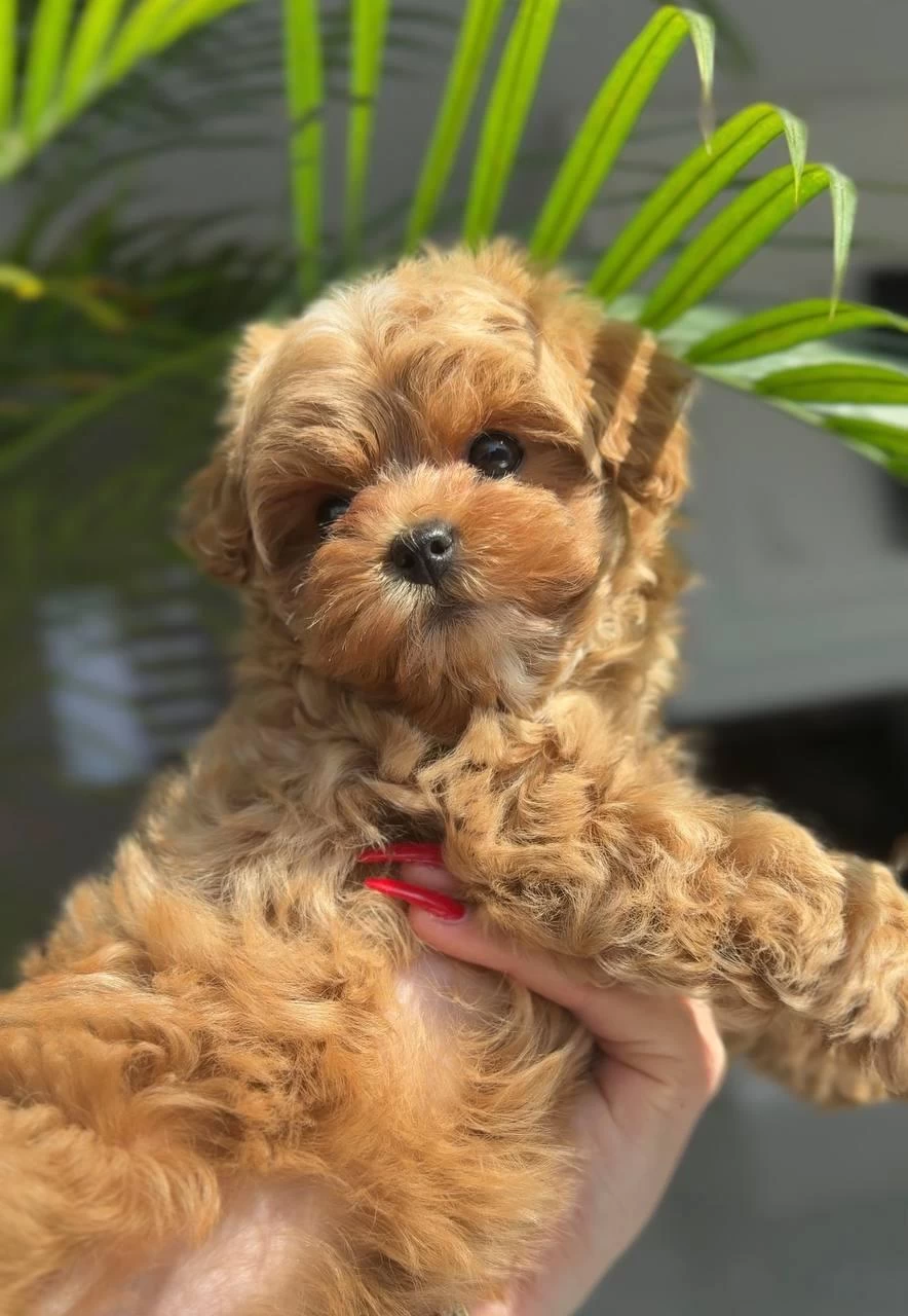 Kore Maltipoo Teacup Yavrular