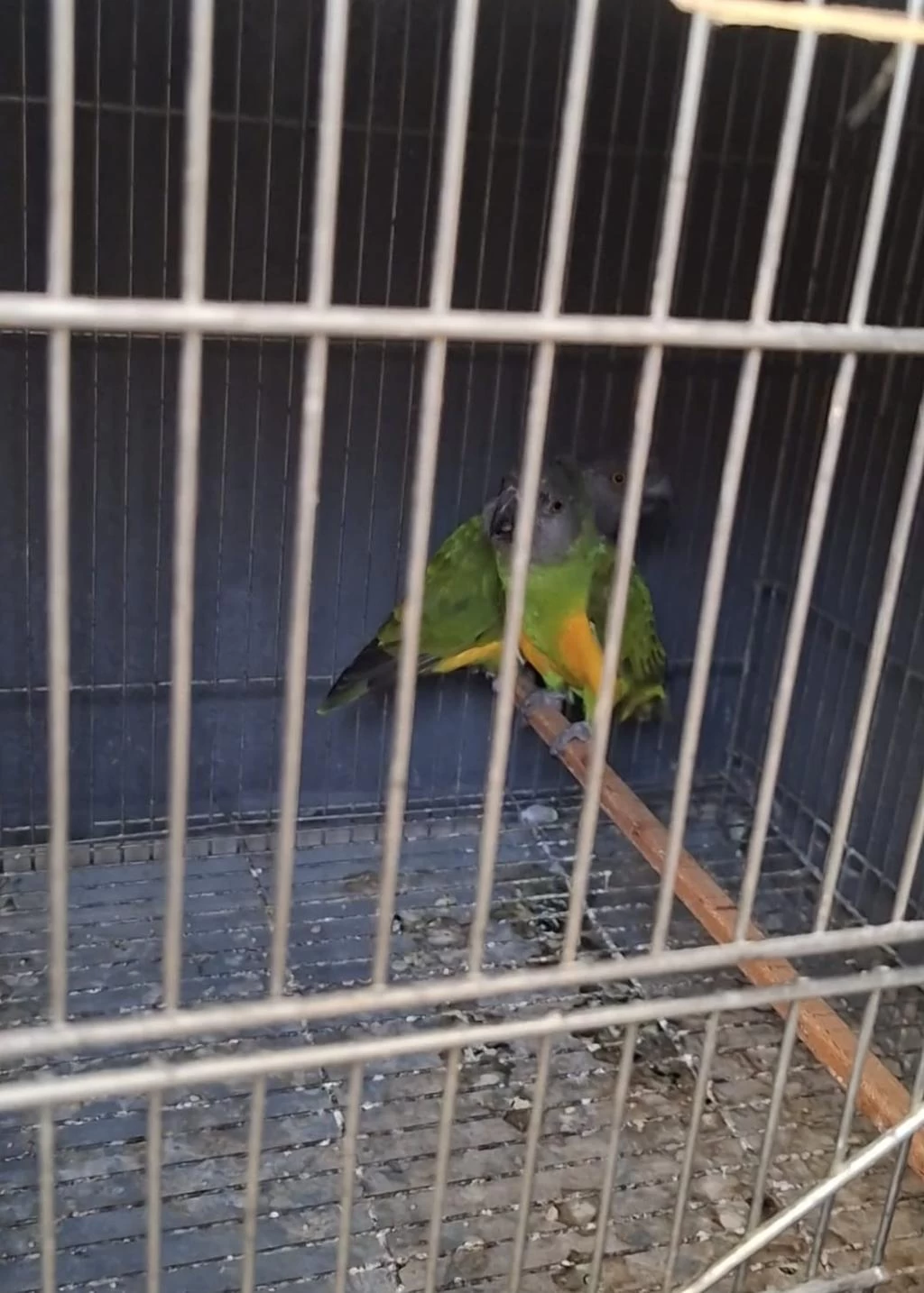 Erkek Senegal Papağani
