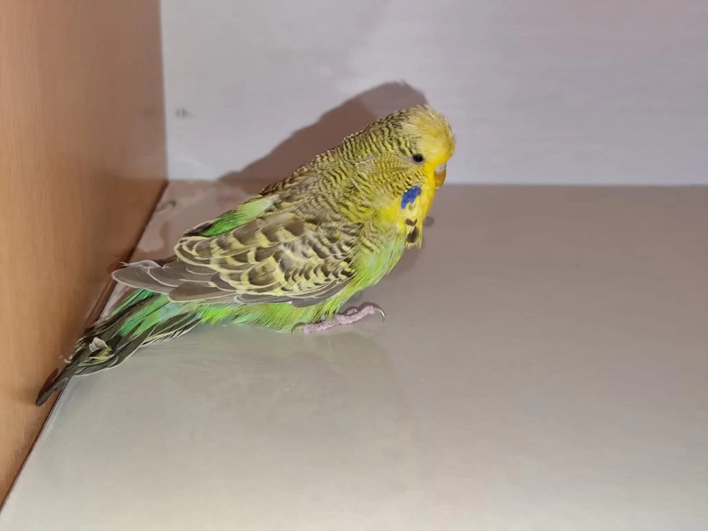 Satılık Jumbo Muhabbet Kuşu